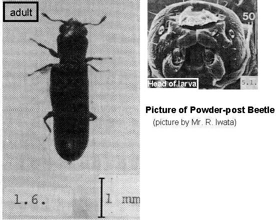 picture of powder-post beetle
