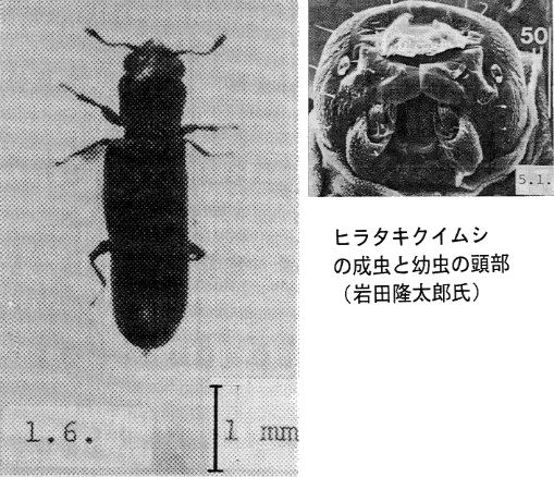 �q���^�L�N�C���V�̐����Ɨc���̓���