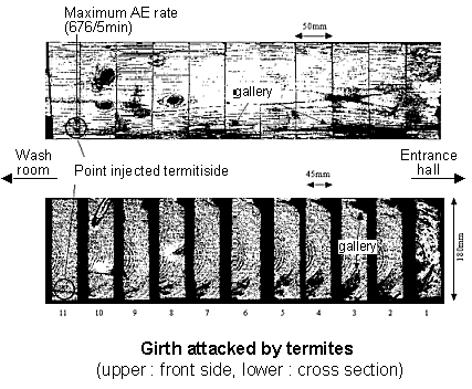 construction member of floor frame attacked by termites