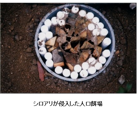 �V���A�����N�������l�H�a��