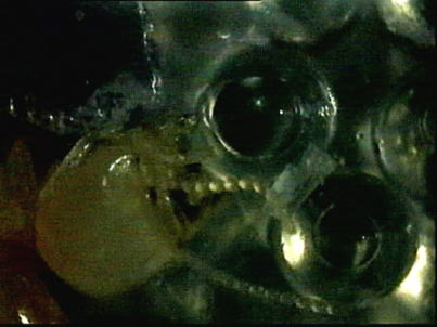 A worker moving a bead (0.85-1.18mm)