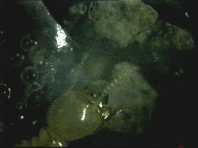 �|���i�C�g�i���q�a�͈�1.00-1.18mm�j���^������C�G�V���A���E�a