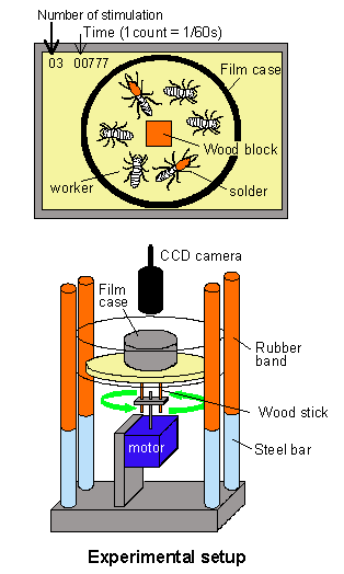 experimental setup and condition