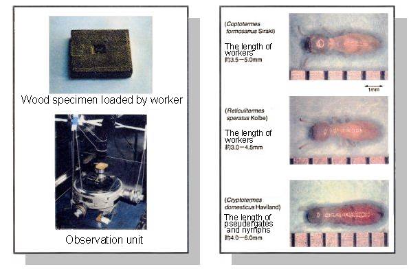 specimen and experimental setup