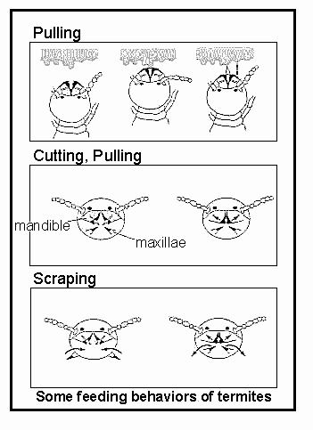 type of feeding behavior