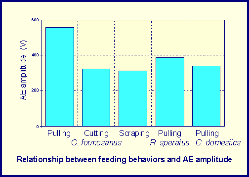 relationship between feeding behaviors and AE amplitude