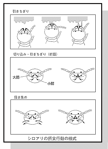 シロアリの摂食行動の様式